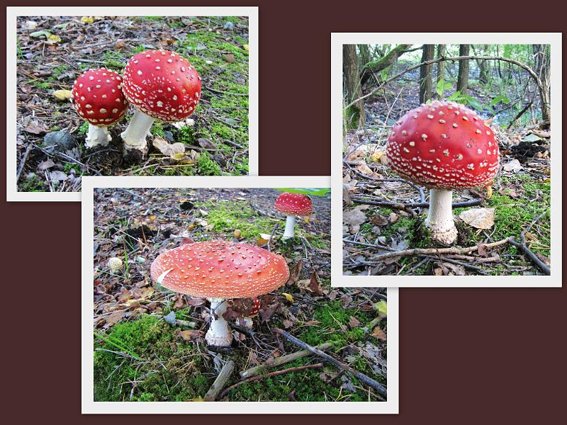 Toeristische rondrit op 29-9-2012 (82).jpg